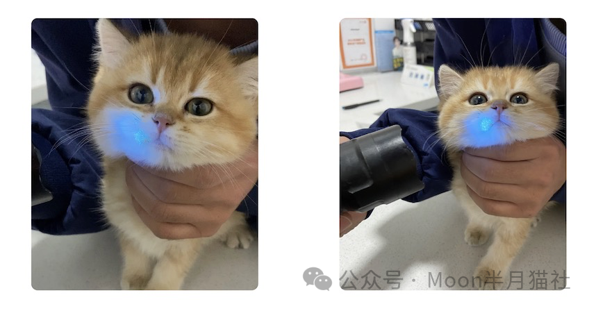 女子花2600元买猫后染上猫癣