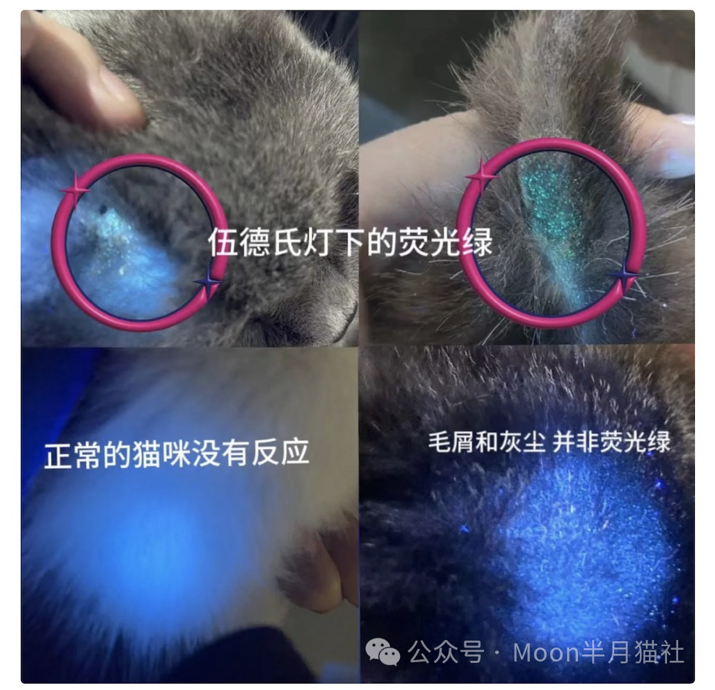 女子花2600元买猫后染上猫癣