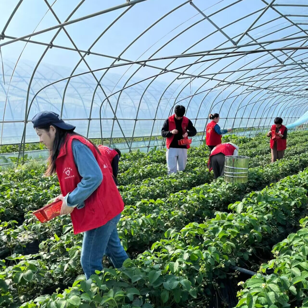 湛江草莓采摘园图片