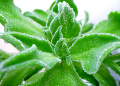 预热稿1（1日）：即将开市！朝阳公园“北京优农”特色农产品市集，小时级鲜品直达！ (1)900.png