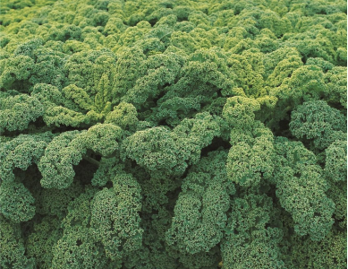 预热稿1（1日）：即将开市！朝阳公园“北京优农”特色农产品市集，小时级鲜品直达！ (1)899.png