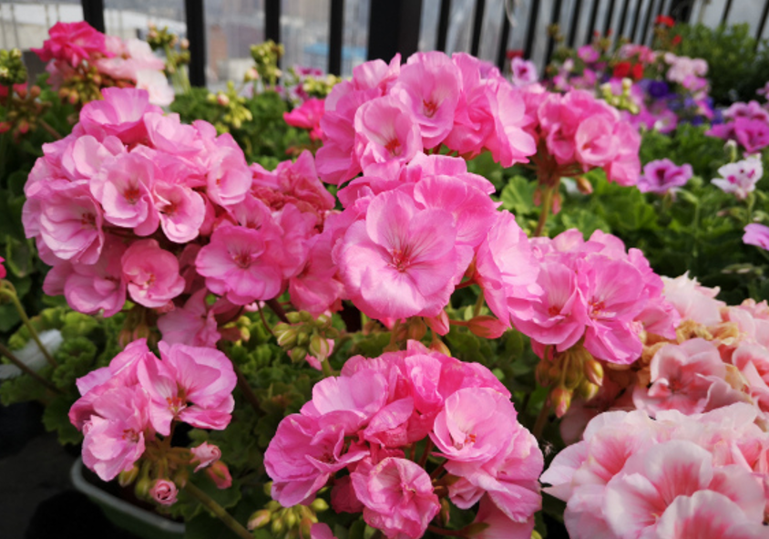 6种 硬气花 花园必备 冬天枝叶全冻死 来年春天开爆花 热点讯息网