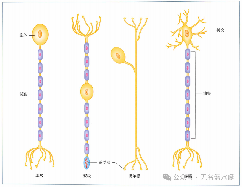 感觉神经和运动神经的区别及意义