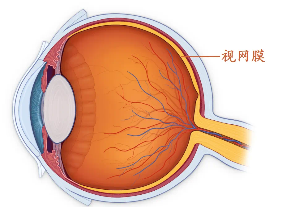 医院仪器怎么成像【资讯】国内率先使用！小儿眼底筛查智能化再进一步_https://www.jmylbn.com_新闻资讯_第4张