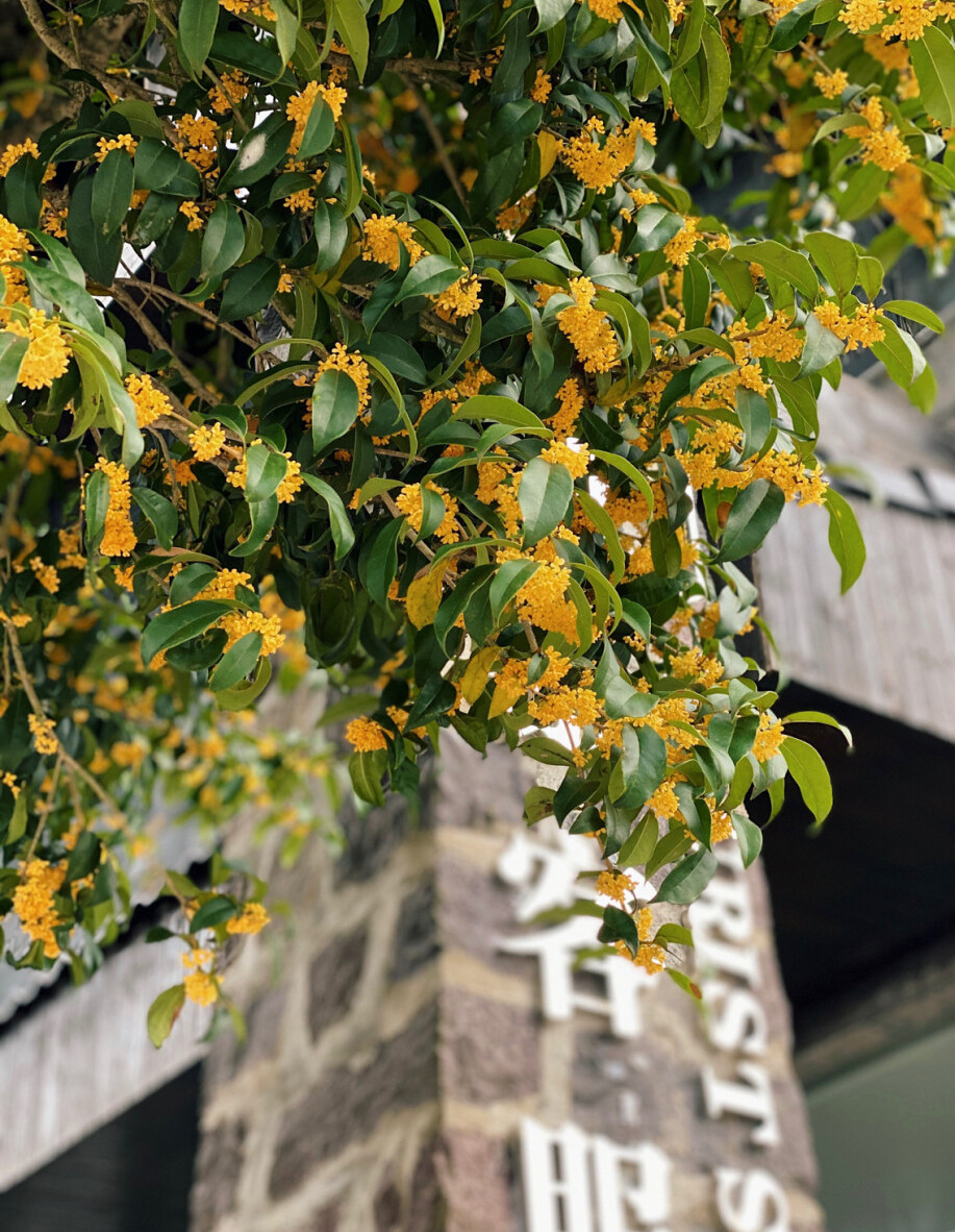 桂花种类区别——丹桂,银桂,金桂,四季桂