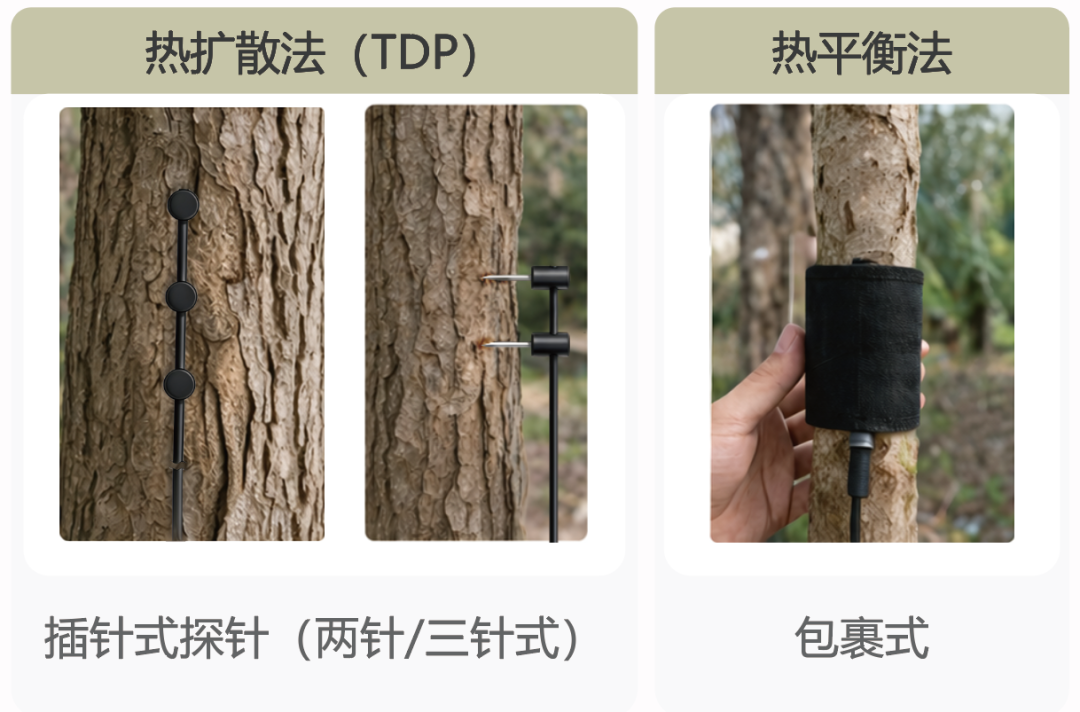 樹干中的水循環(huán)：液流監(jiān)測技術(shù)解析