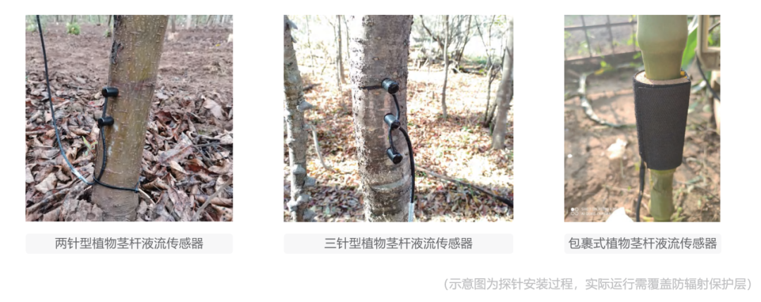 樹(shù)干中的水循環(huán)：液流監(jiān)測(cè)技術(shù)解析  第二期