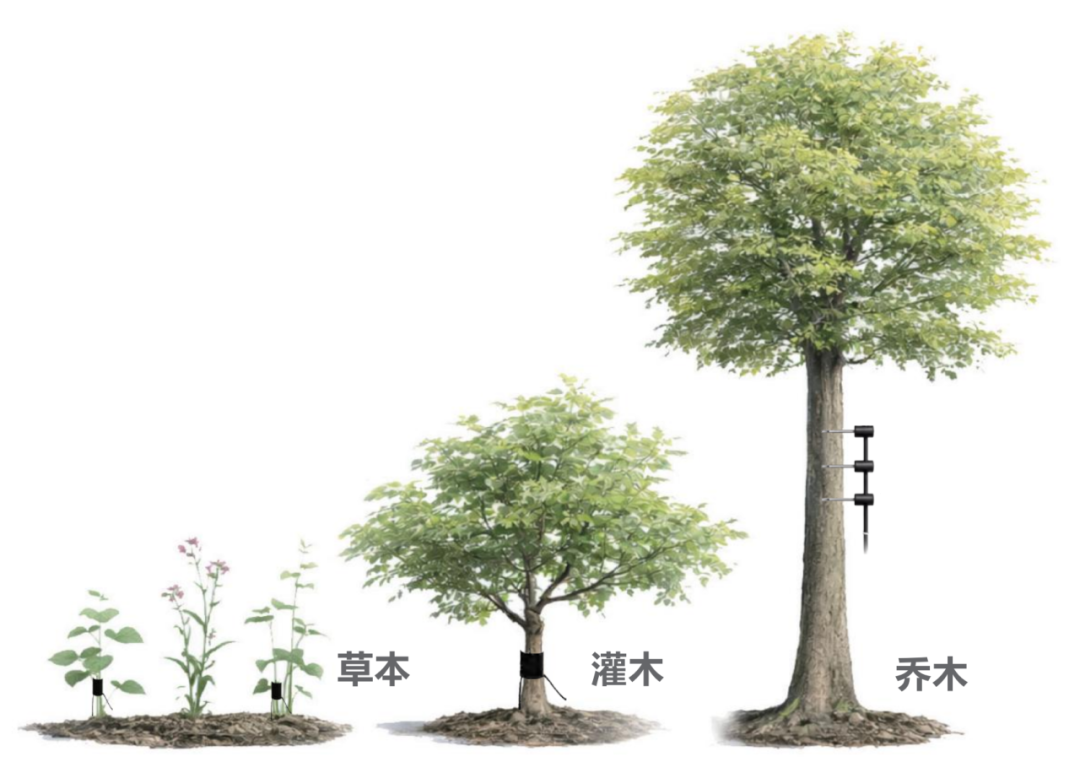 樹(shù)干中的水循環(huán)：液流監(jiān)測(cè)技術(shù)解析  第二期