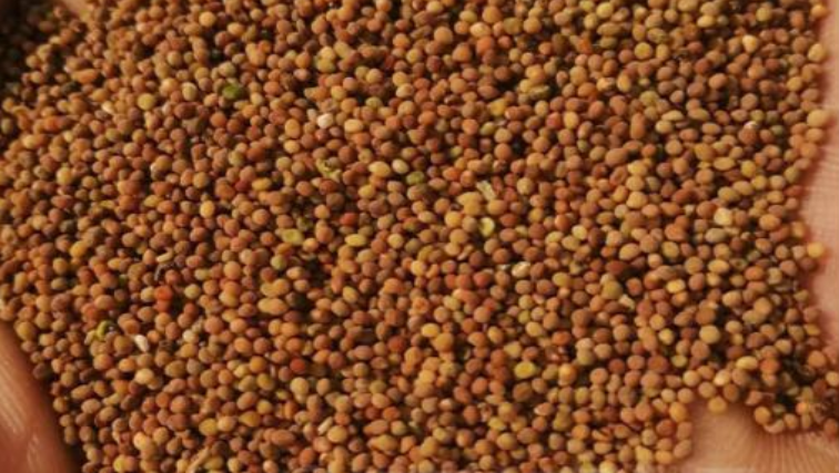 这两种药材为何突然涨价了！