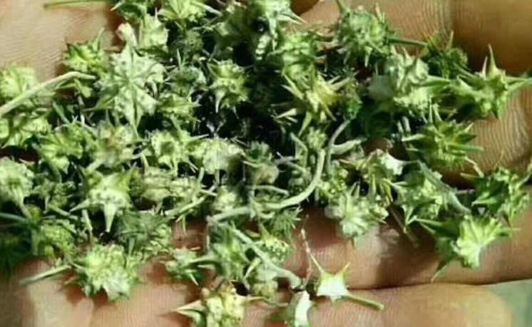 近期这几种药材跌幅较大