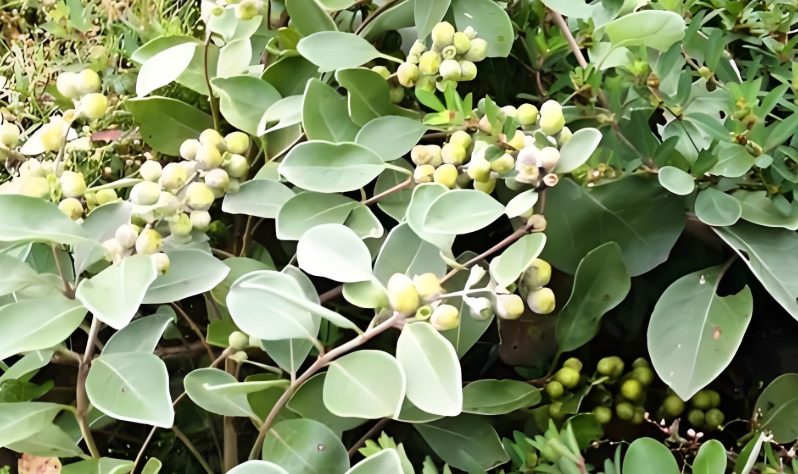 别再乱种、乱囤:蔓荆子已成高危雷区