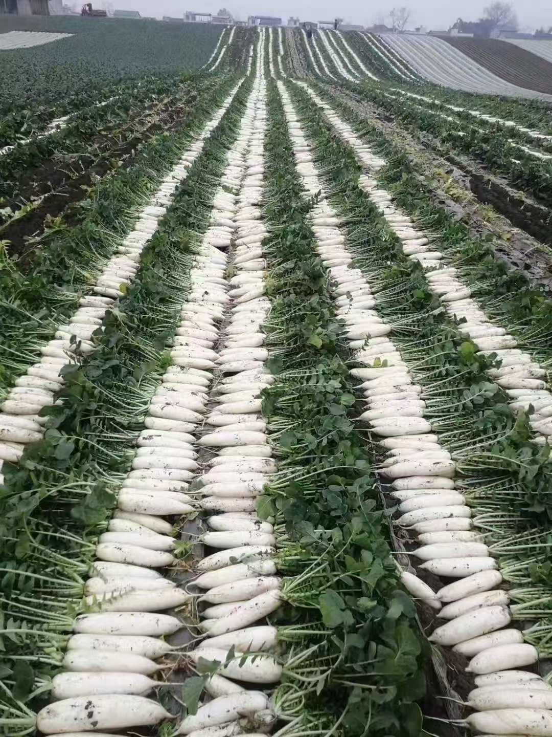 “萝卜书记”吴炎奎：千亩萝卜映红致富路.doc