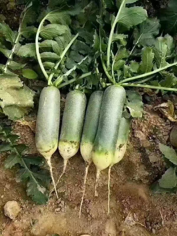 “萝卜书记”吴炎奎：千亩萝卜映红致富路.doc