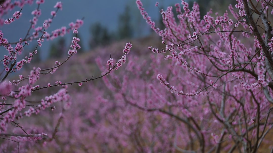 桃花1.png