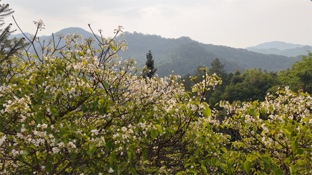 油桐花盛开  4月16日.png