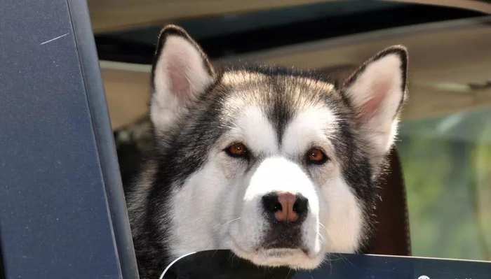 Shanghai Woman Penalized for Letting Dog 'Drive' Car with Auto-Park