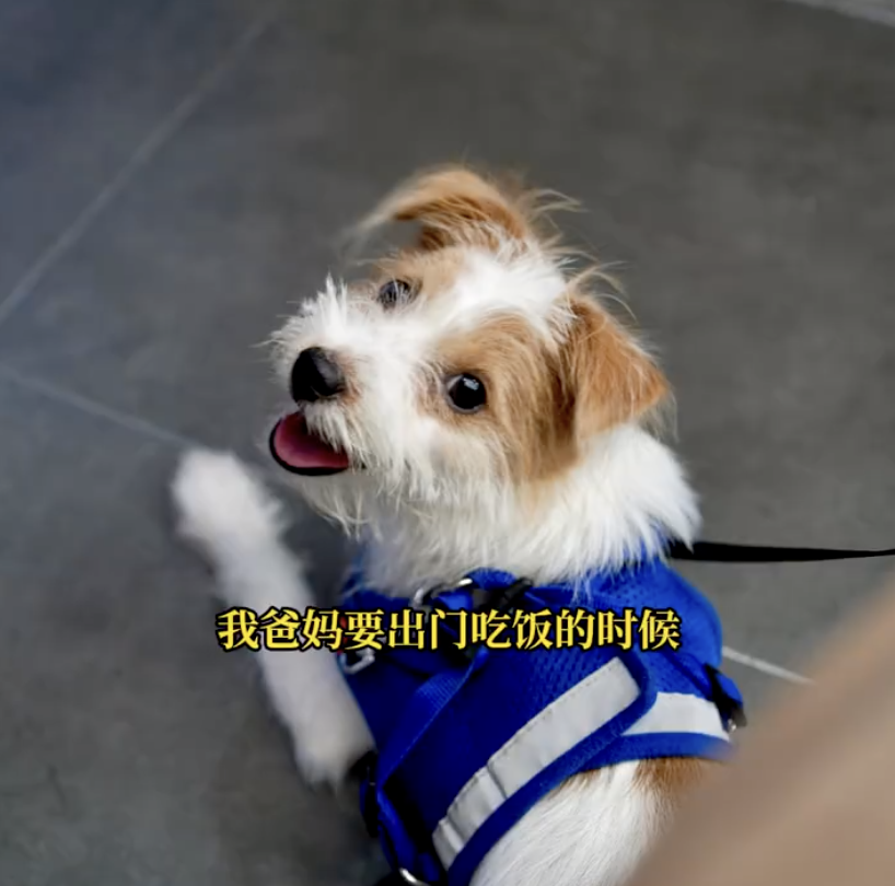 上海小狗走丢6天在浙江找回！过程曲折，中间还走丢了3次