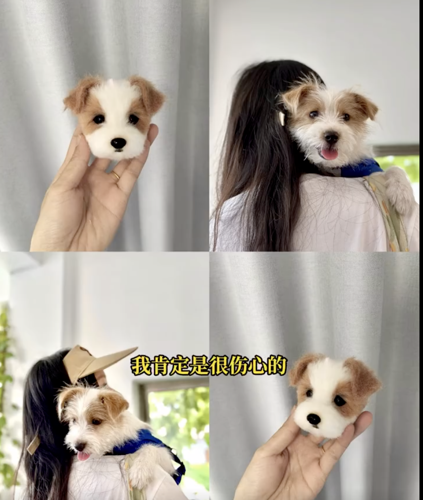 上海小狗走丢6天在浙江找回！过程曲折，中间还走丢了3次