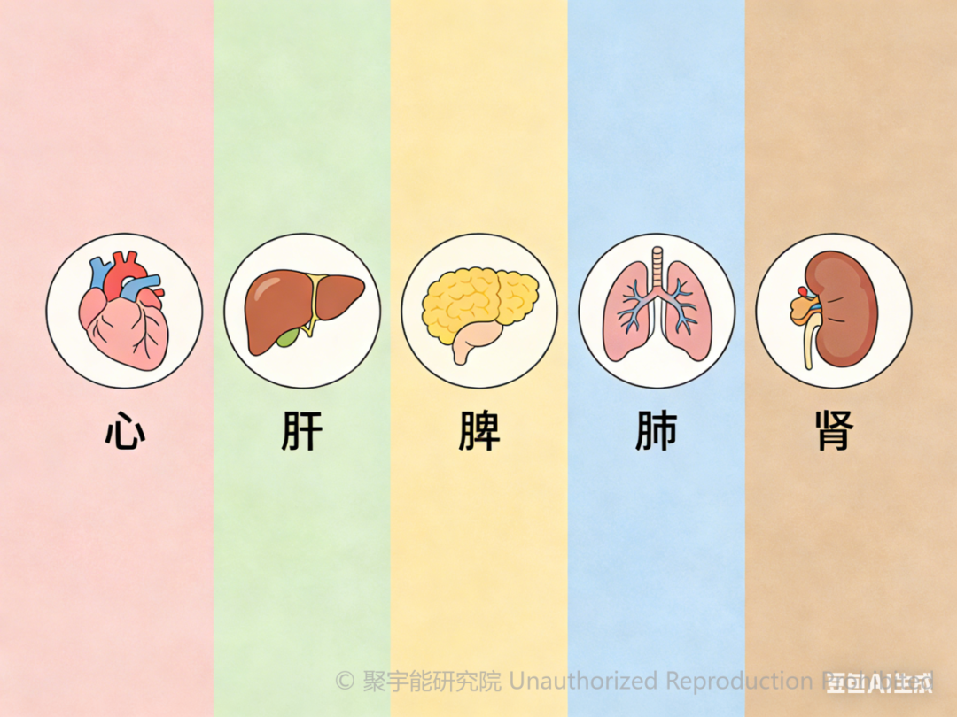 当代岐黄医理科学解读（十六）：五脏的“前阴阳”与“后阴阳”究竟是什么？(图6)