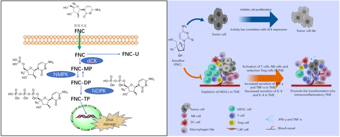 真实生物阿兹夫定获恶性血液瘤临床IIa期批件 | 锋投动态