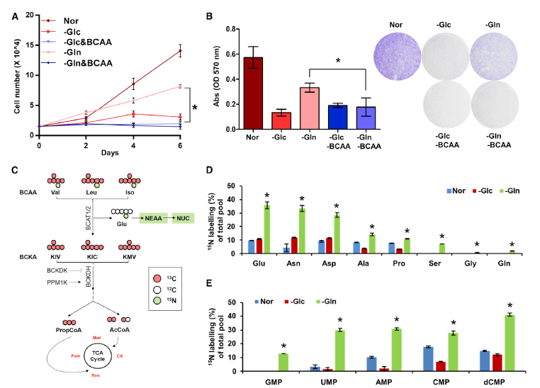 缺乏谷氨酰胺條件下，支鏈氨基酸分解代謝影響肝細胞癌進展機制