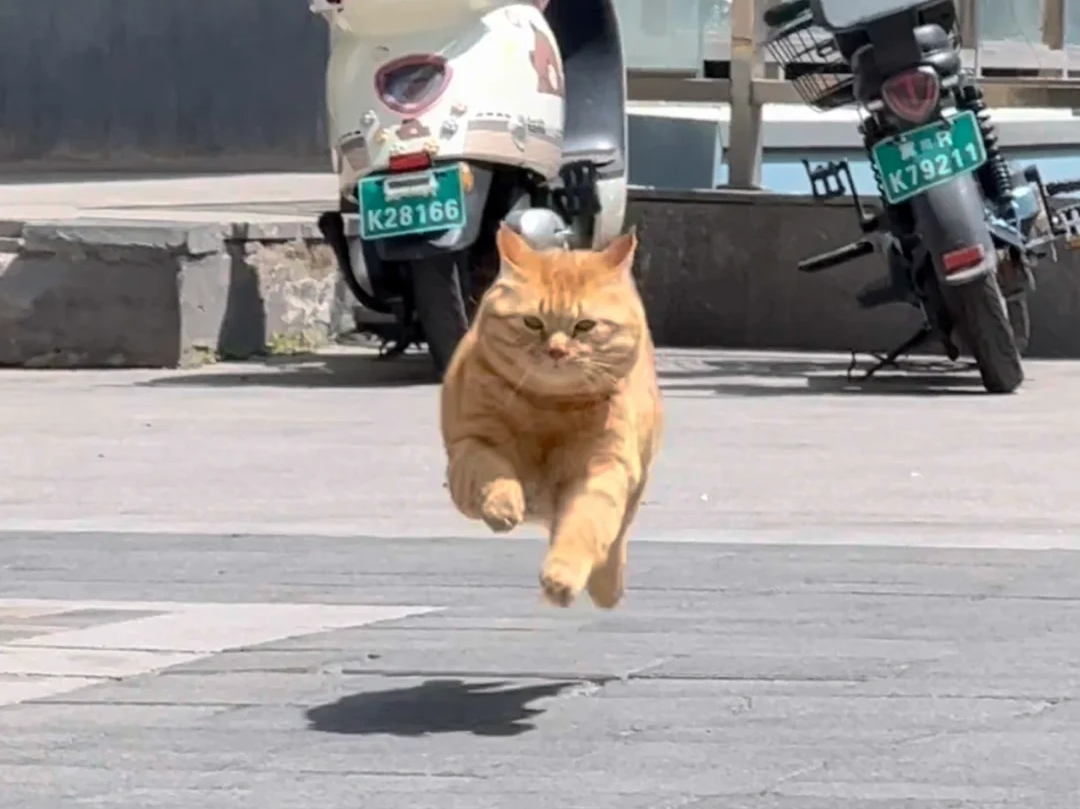 小猫把自己给弹出去了