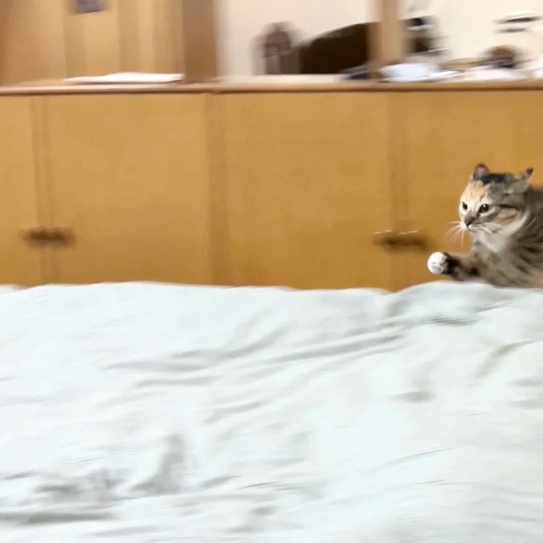 小猫把自己给弹出去了