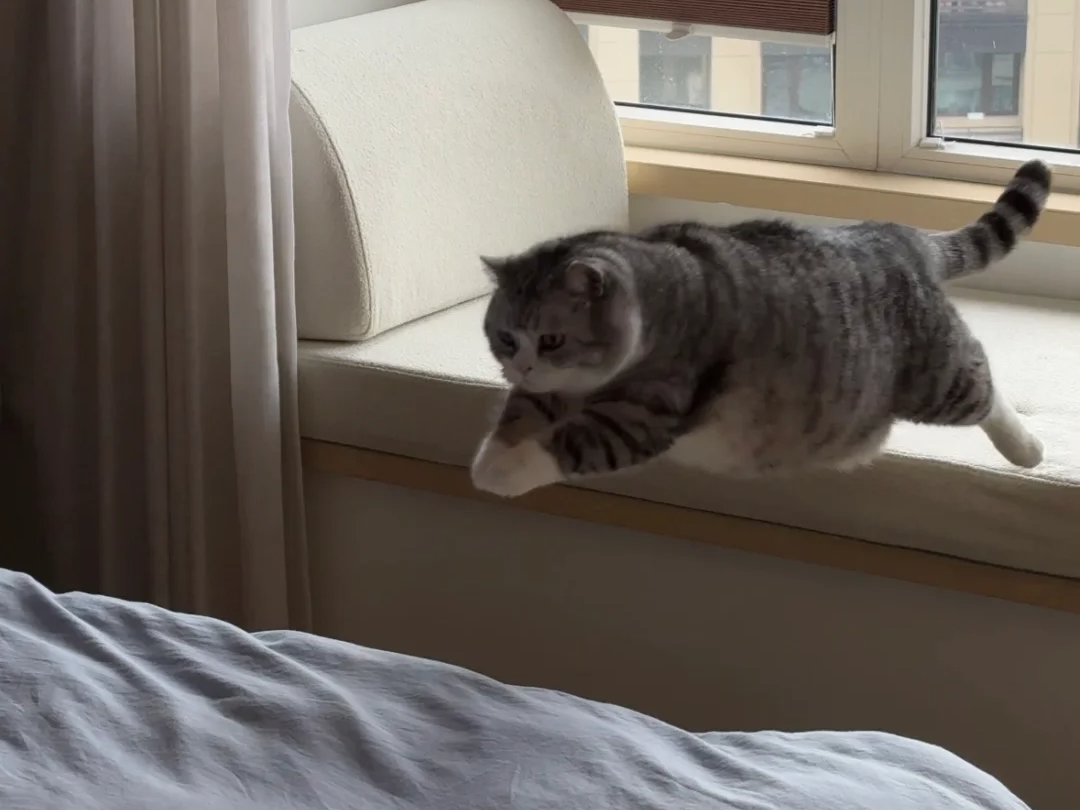 小猫把自己给弹出去了