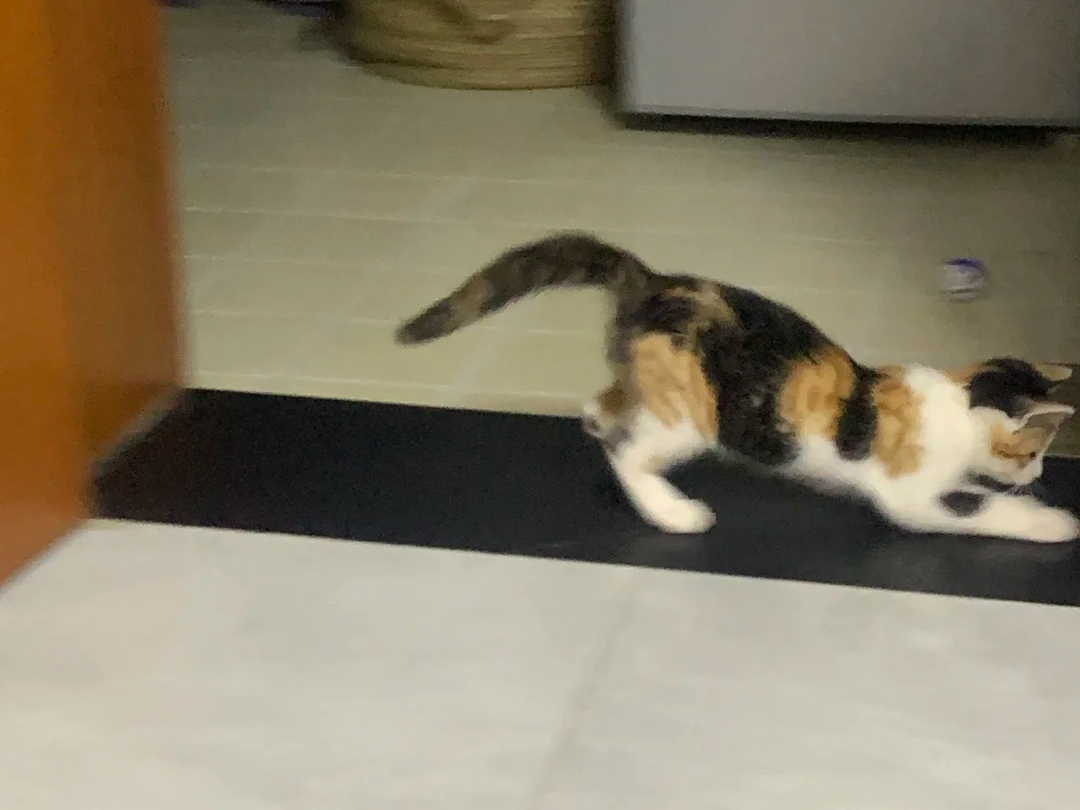 小猫把自己给弹出去了