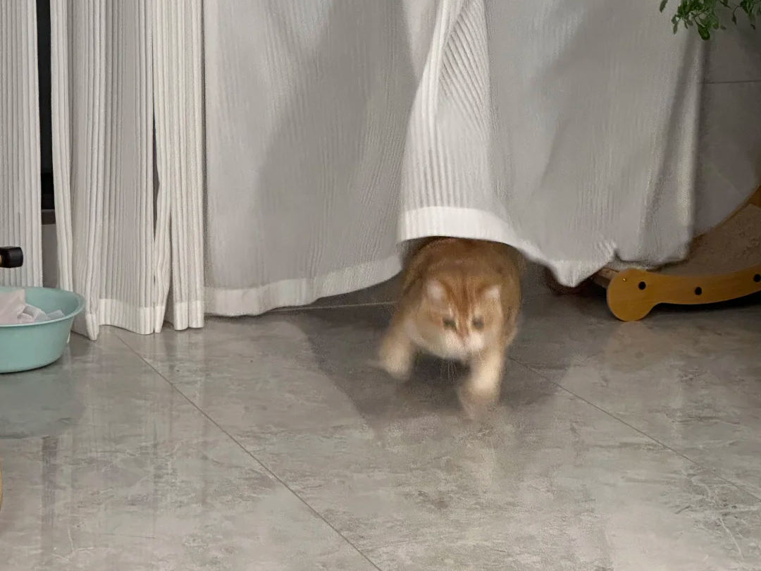 小猫把自己给弹出去了