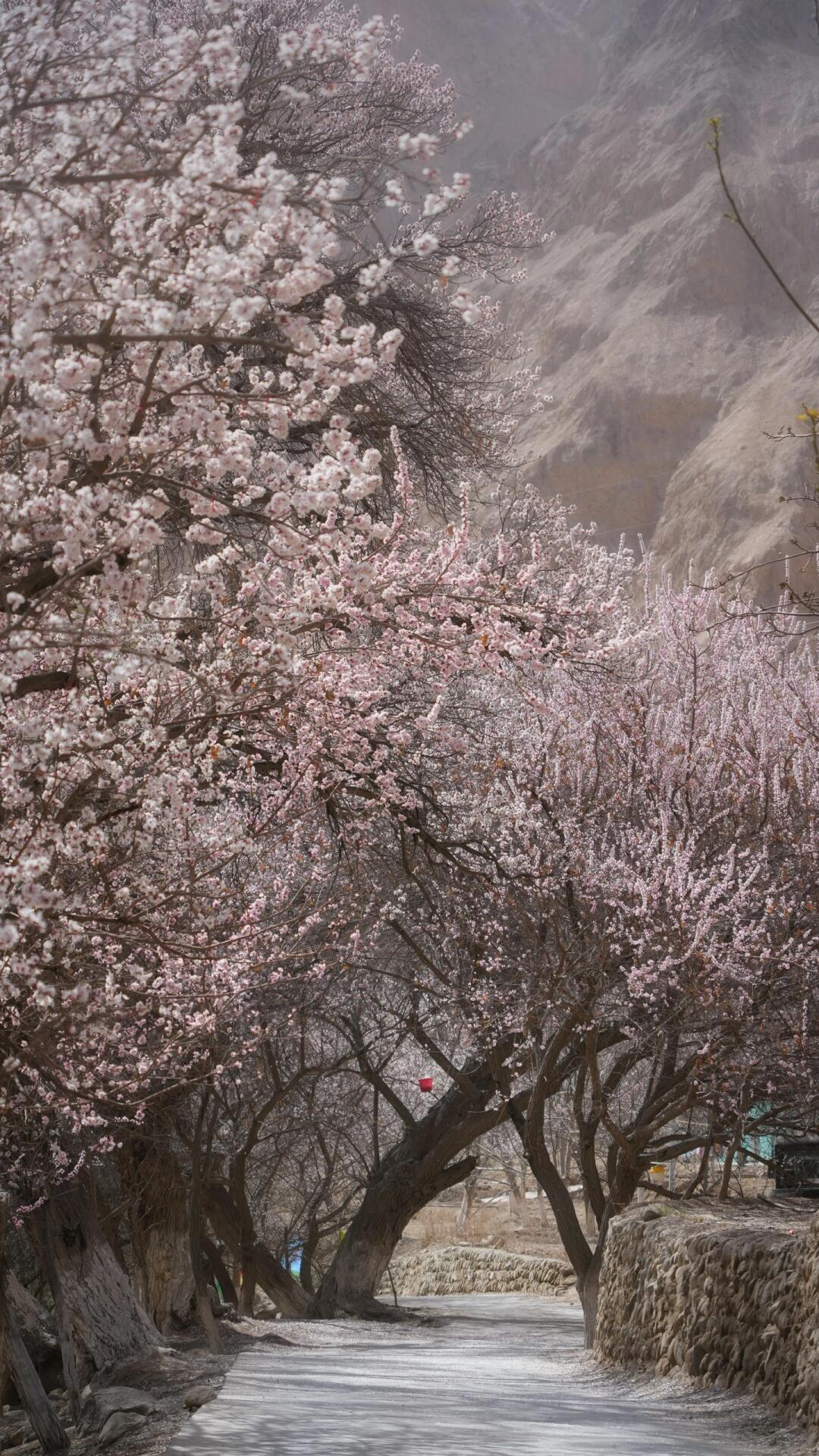 3月最佳旅行地 | 7元嗦粉、5元坐船、0元看花海，中国有的是好看又好吃的地方！