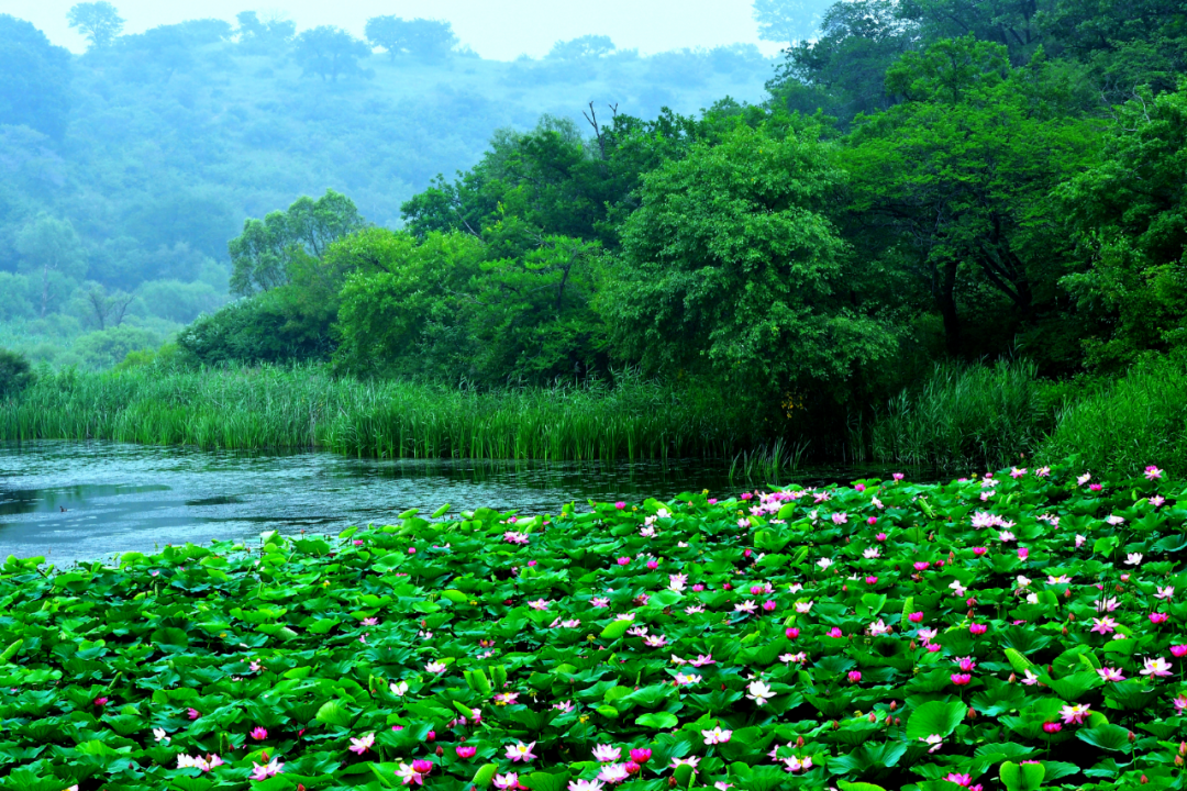 通辽市:"沙海明珠"大青沟一日游