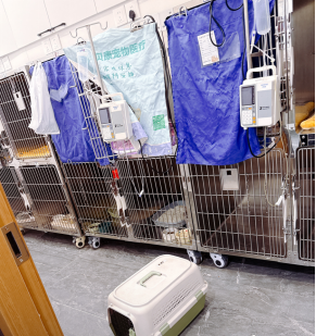 25.8.1---宠物经济消费调查报告（拟定）(1) (1)8088.png