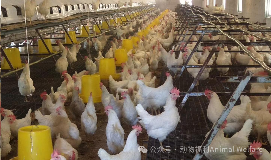 新证书发布昭通永曦笼养改造非笼养成功扩大认证规模