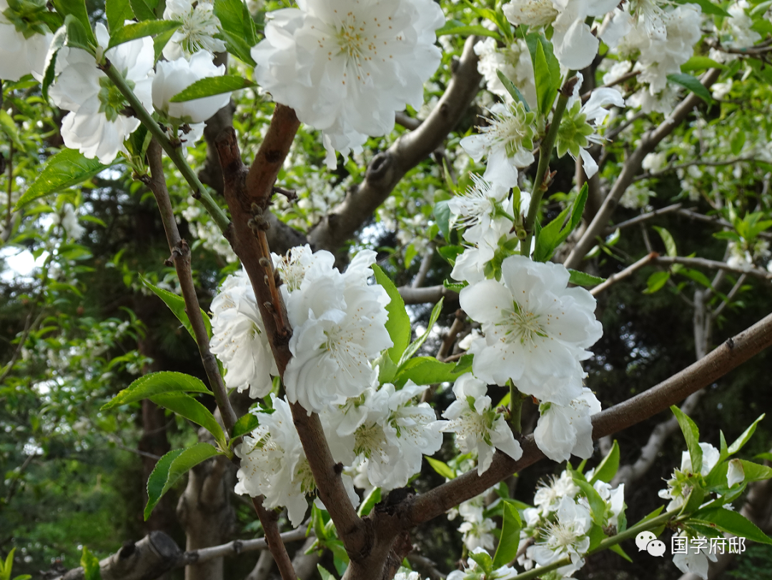 下雨赏花怎么发朋友圈(下雨赏花怎么发朋友圈文案)