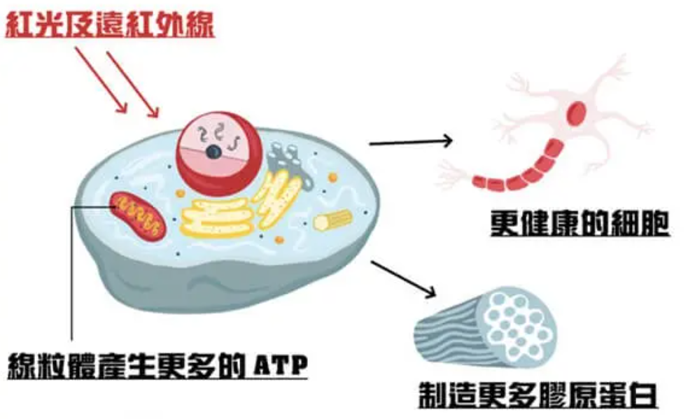 红光治疗怎么样红光照射下的身体与心灵：健康益处与疗愈效应_https://www.jmylbn.com_新闻资讯_第5张