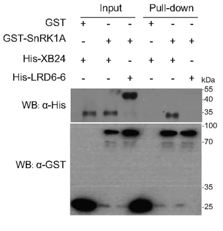业务介绍gstpulldown
