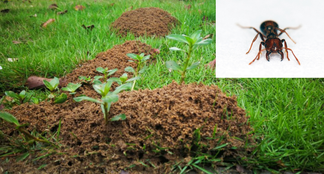 Boar on the Loose: Qingdao's Wild Warning - What You Need to Know - News Directory 3