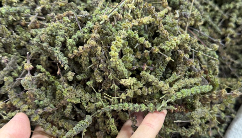 近期价格上涨和下跌的药材品种