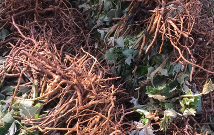 跌、跌、跌！这些药材一跌再跌！