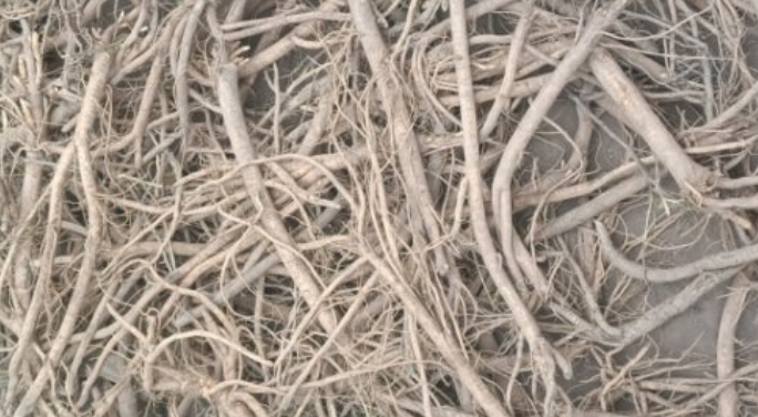 2024年11月16日首阳中药材市场黄芪、党参、黄芩及饮片价格行情