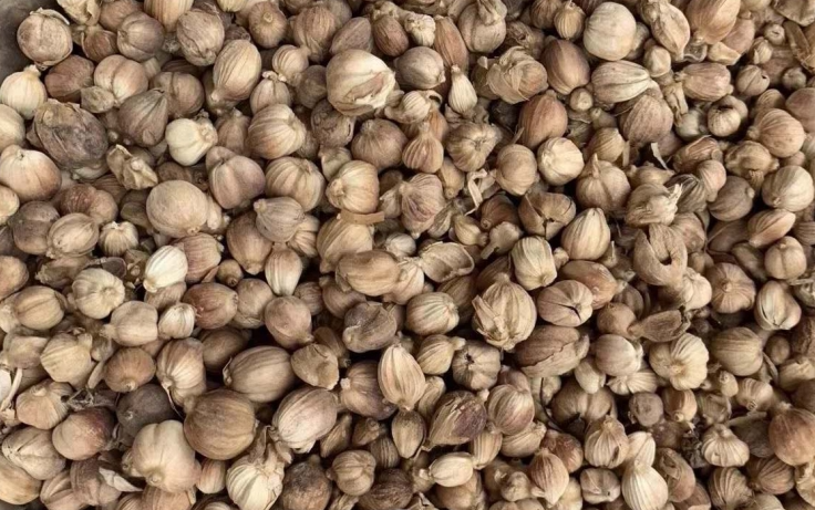 年末逆袭！这药材价格突然反弹