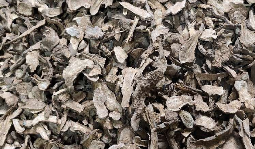 白术明年还要跌！