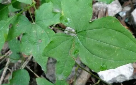 未来几年上涨空间较大的药材