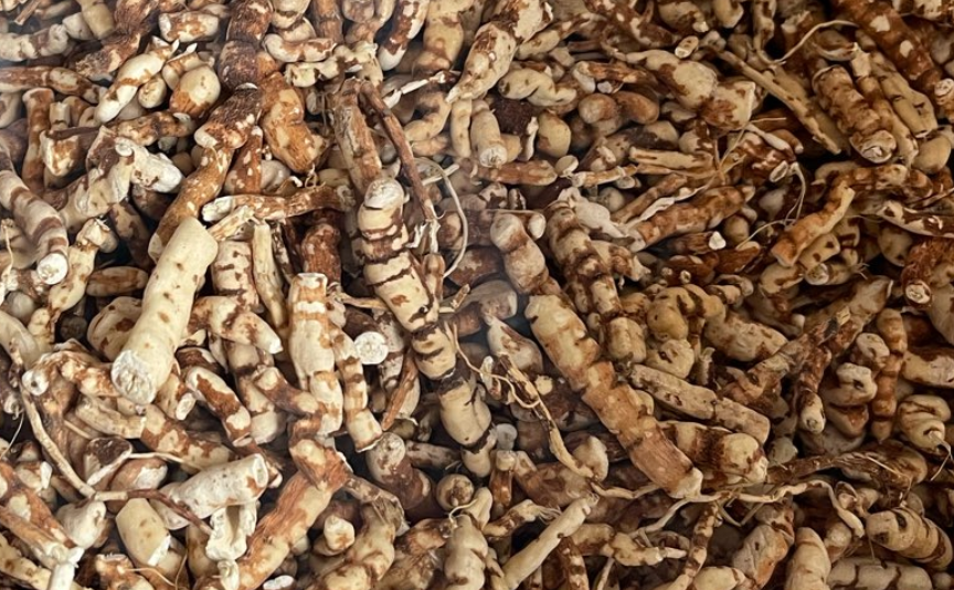 甘遂再陷低价困局，将何去何从？