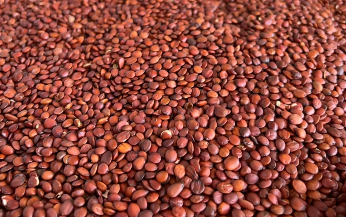 酸枣仁疯涨！3天涨20元！