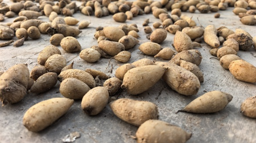 这些药材又涨了！