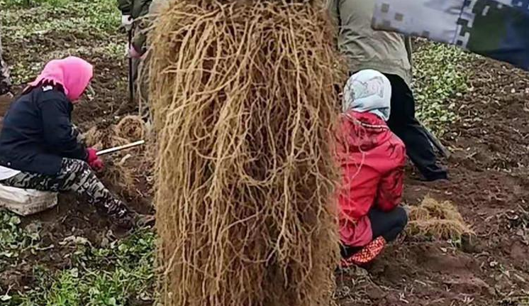 辽细辛高价有望持续到2028年！