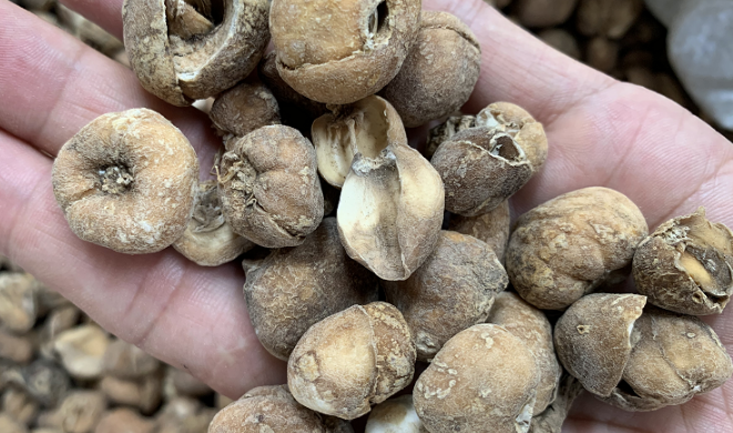 近期价格上涨和下跌的药材品种