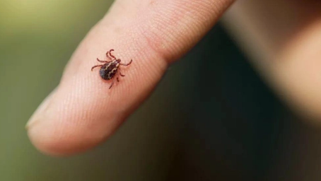 健康长廊蜱虫出没春游踏青要小心